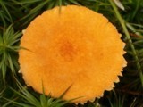 Cystoderma amianthinum image