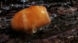 Fomitopsis spraguei image
