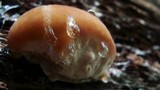 Fomitopsis spraguei image