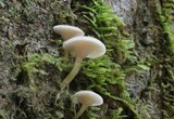 Clitocybe subbulbipes image