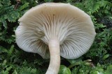 Clitocybe subbulbipes image