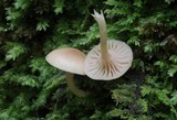 Clitocybe subbulbipes image