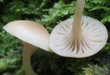 Clitocybe subbulbipes image