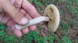 Boletus pallidus image