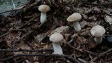 Boletus pallidus image