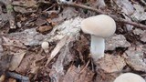 Boletus pallidus image