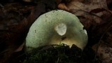 Russula virescens image