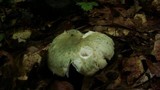 Russula virescens image