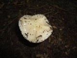 Hymenopellis megalospora image