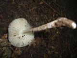 Hymenopellis megalospora image