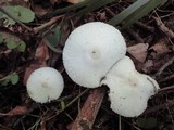 Leucocoprinus cepistipes image