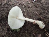 Leucocoprinus cepistipes image