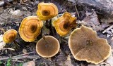 Coltricia cinnamomea image