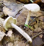 Entoloma albogriseum image