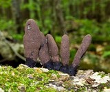 Xylaria longipes image