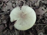 Agaricus placomyces image