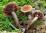 Lactarius camphoratus image