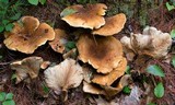 Tapinella atrotomentosa image