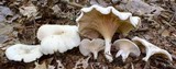 Clitopilus prunulus image
