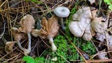 Entoloma undatum image