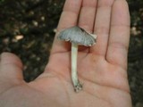 Pluteus americanus image