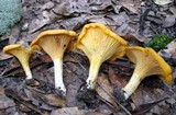 Cantharellus septentrionalis image