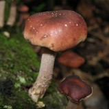 Lentinula edodes image