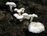 Pleurotus pulmonarius image