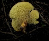 Boletinellus merulioides image