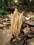 Clavaria fumosa image