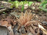 Clavaria fumosa image