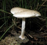 Oudemansiella platensis image