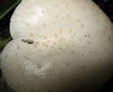 Oudemansiella platensis image