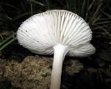 Oudemansiella platensis image