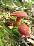 Xanthoconium purpureum image
