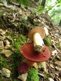 Xanthoconium purpureum image