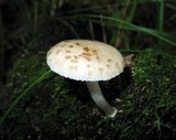 Oudemansiella platensis image