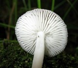 Oudemansiella platensis image
