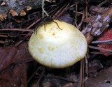 Agaricus auricolor image