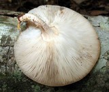 Lentinula boryana image