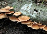 Lentinula boryana image