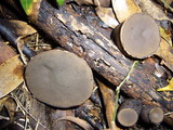 Galiella celebica image