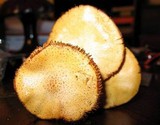 Gymnopilus aeruginosus image