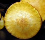 Gymnopilus aeruginosus image