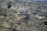 Fomitopsis rosea image