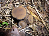 Galiella celebica image