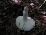Russula vesca image