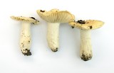 Russula cremoricolor image