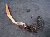 Cordyceps militaris image