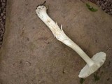 Amanita farinosa image